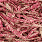 Bean, French Horticulture (Bush) – 30 Seeds