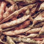 Vermont Cranberry Bean (Bush) – 20 Seeds