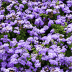 Blue Mink Dwarf Ageratum – 100 Seeds