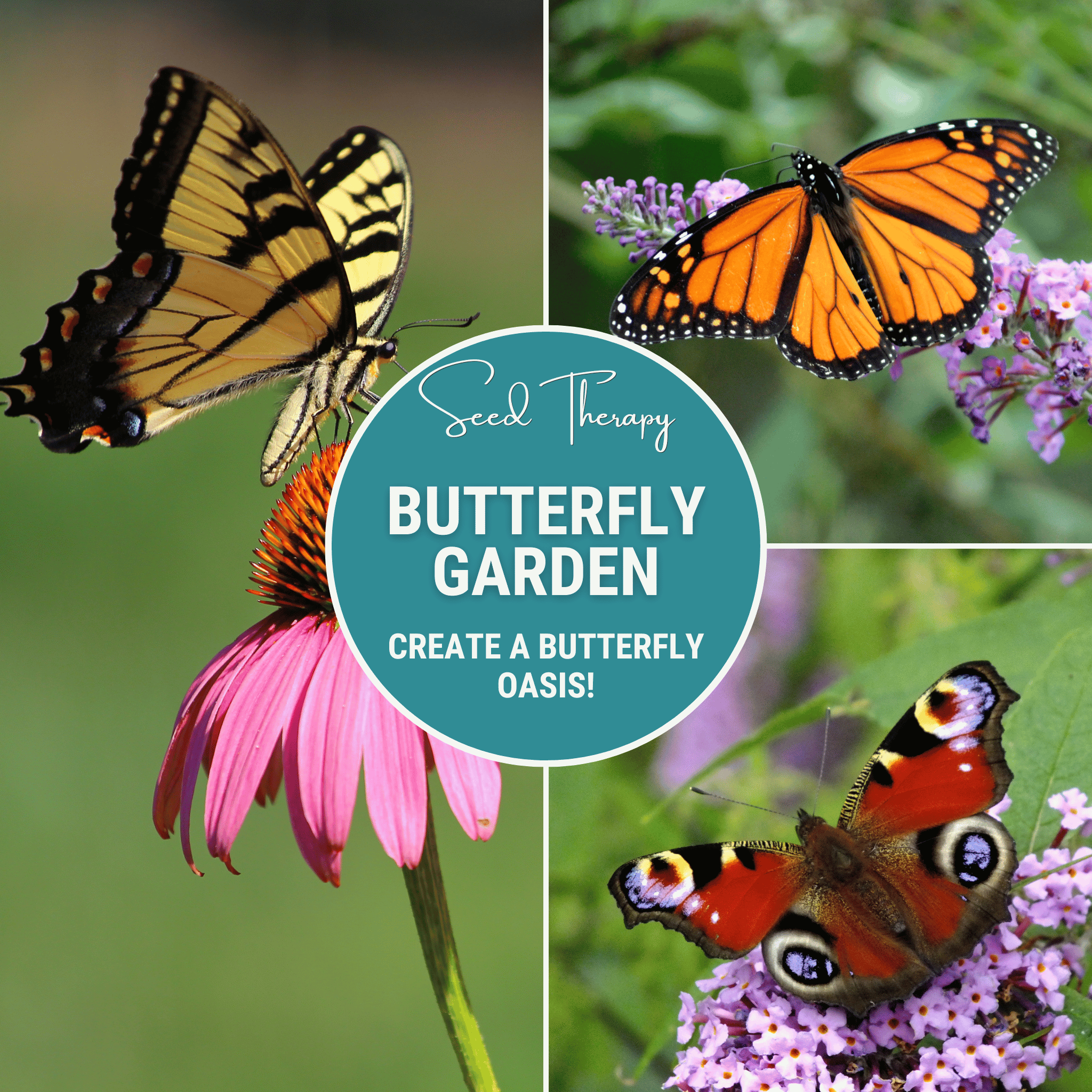 Butterfly Garden Seed Collection – 10 Varieties