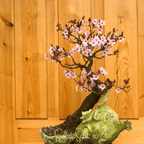 Cherry Plum – 5 Seeds