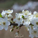 Cherry Plum – 5 Seeds