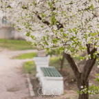 Cherry Plum – 5 Seeds
