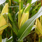 Kandy Korn Corn – 30 Seeds