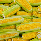Kandy Korn Corn – 30 Seeds