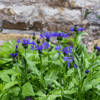 Montana Cornflower – 30 Seeds