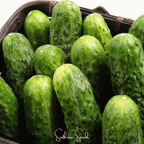 National Pickling Cucumber – 30 Seeds