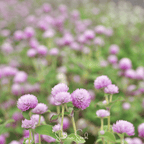 Rose Globosa Gomphrena – 50 Seeds