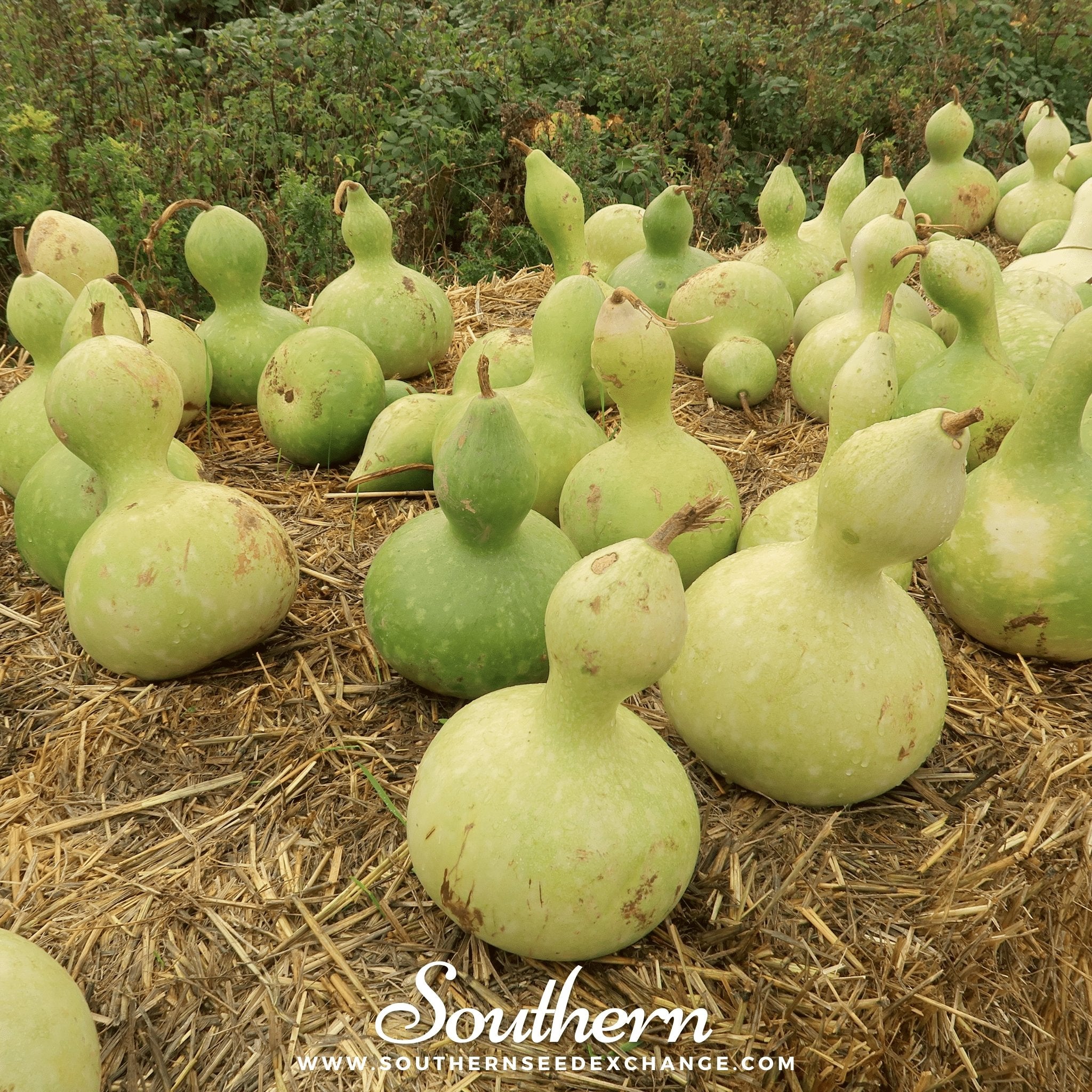 Birdhouse Bottle Gourd – 15 Seeds