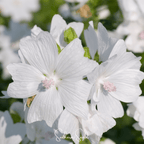 White Hollyhock – 25 Seeds