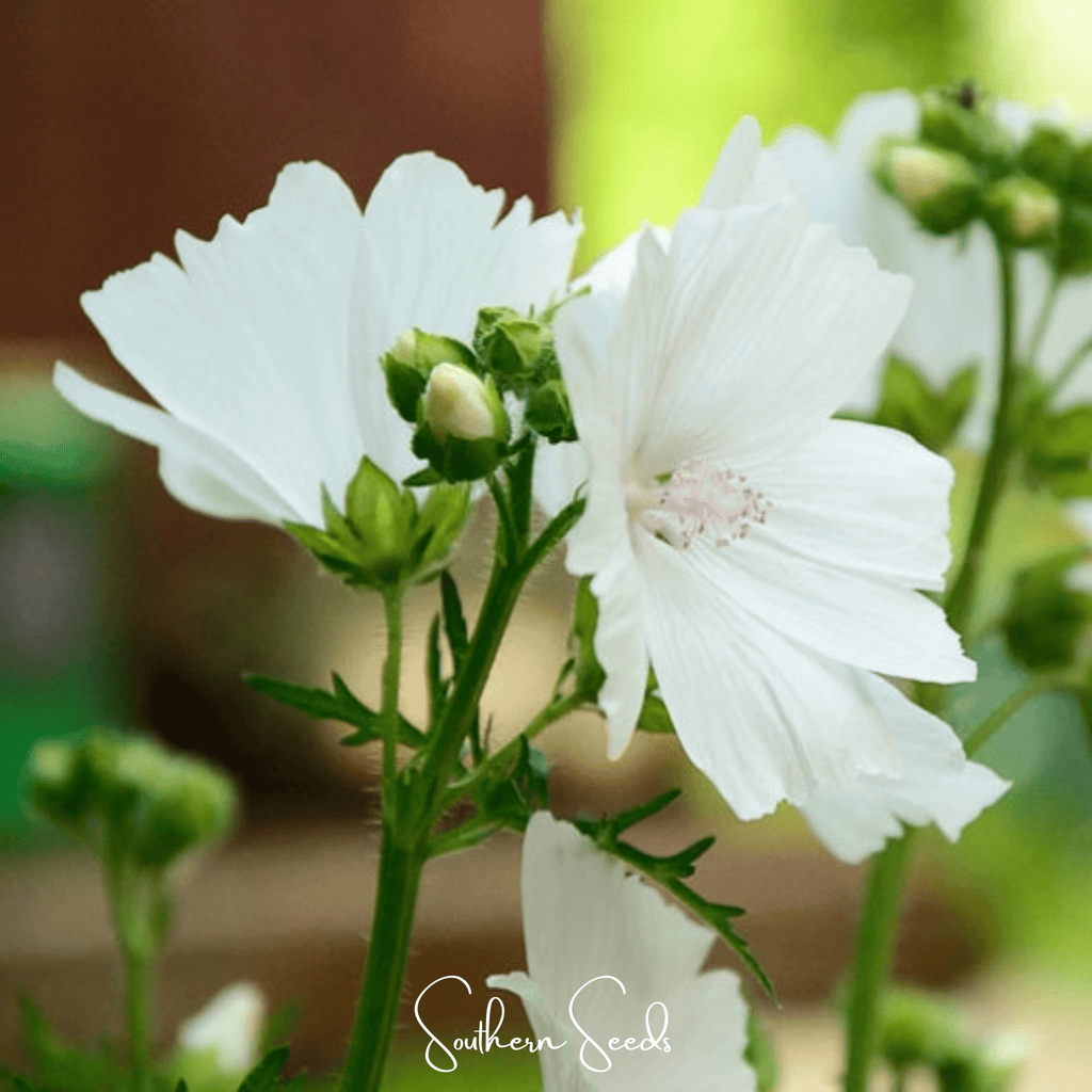 White Hollyhock – 25 Seeds