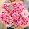 Luminosa Zinnia – 100 Seeds