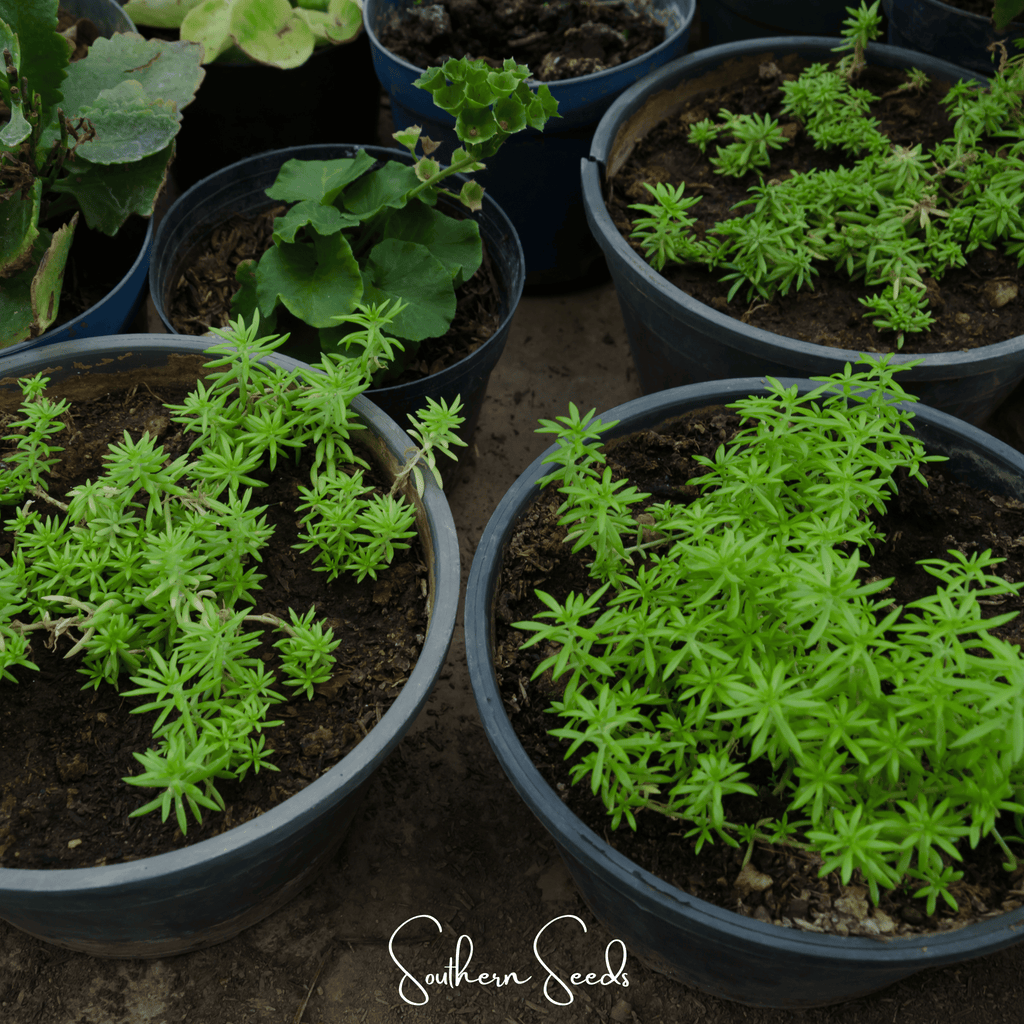 Pink Moss Rose – 250 Seeds
