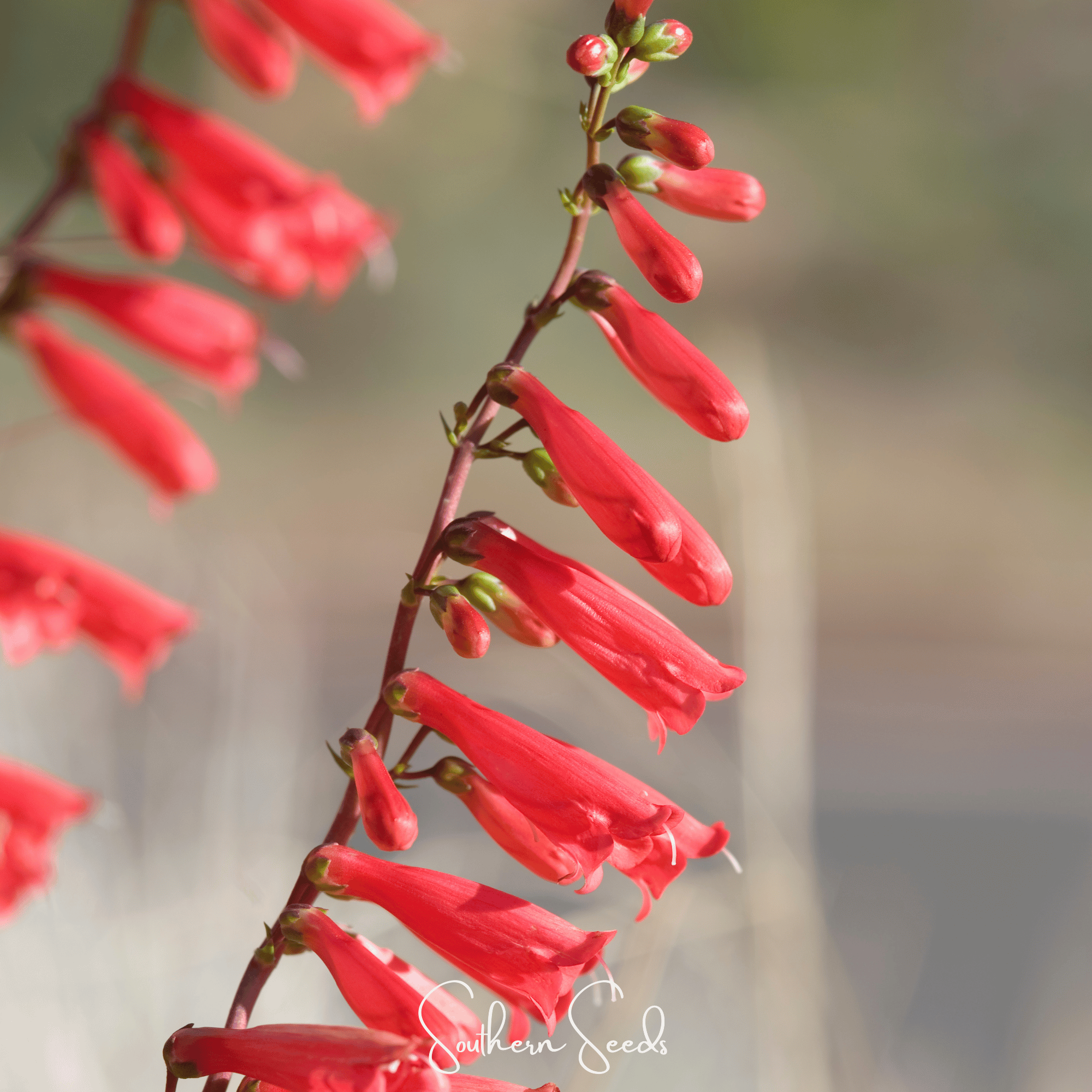 Firecracker Penstemon – 100 Seeds