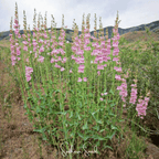 Palmer Penstemon – 100 Seeds