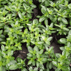 Mix Periwinkle– 100 Seeds