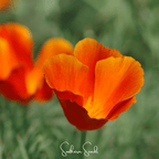 Red Chief California Poppy – 200 Seeds