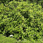 Carolina Azalea Rhododendron – 100 Seeds