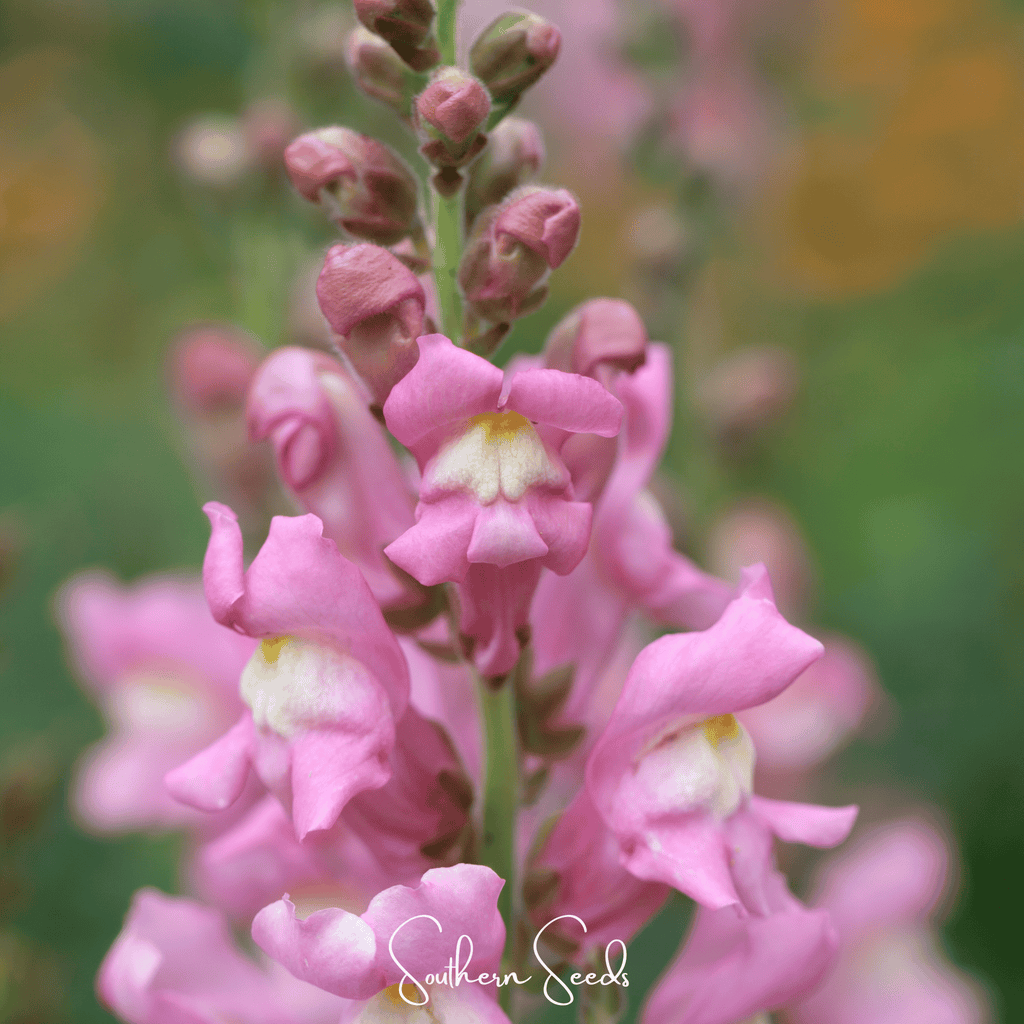 Rose Snapdragon – 200 Seeds