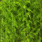 Sprengeri Asparagus Fern – 15 Seeds