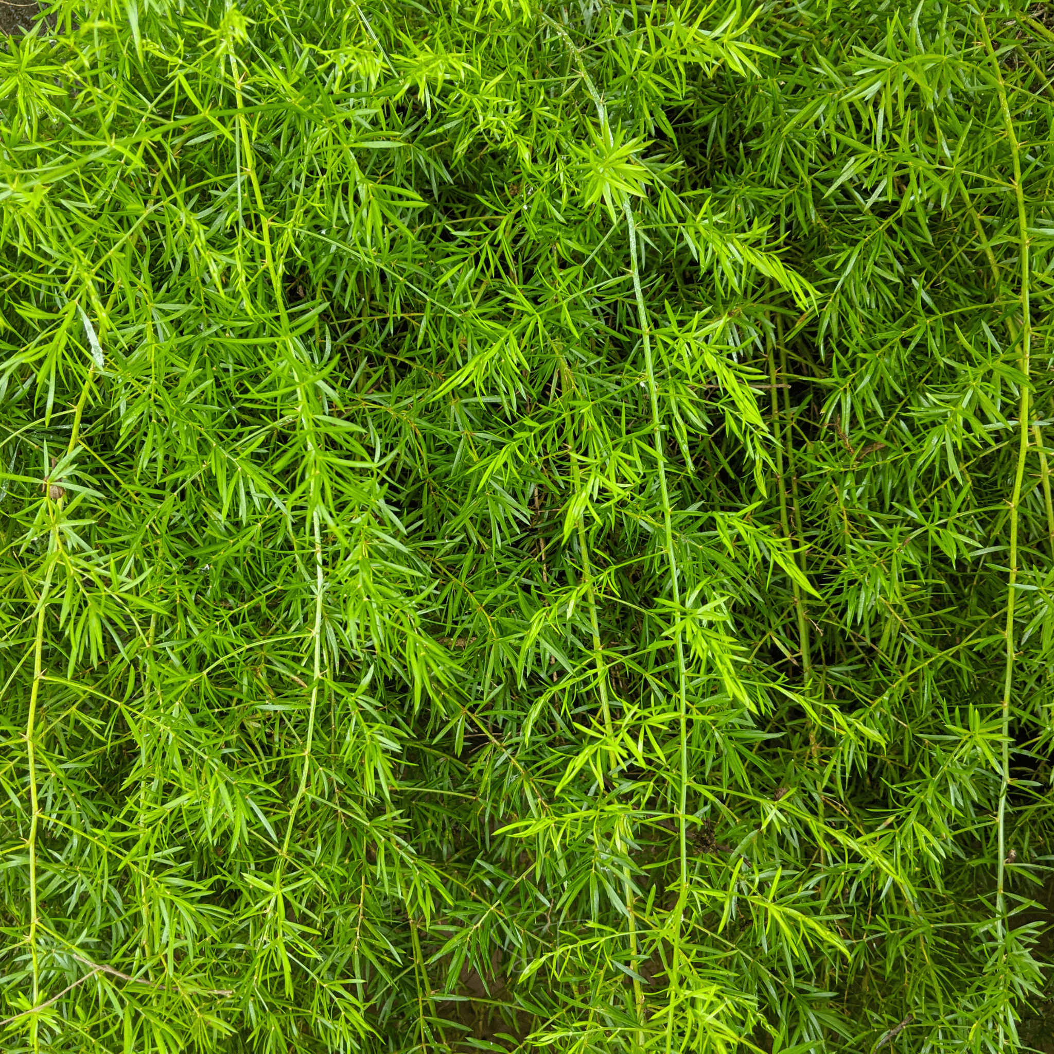 Sprengeri Asparagus Fern – 15 Seeds