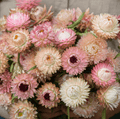 Silver Rose Strawflower – 25 Seeds