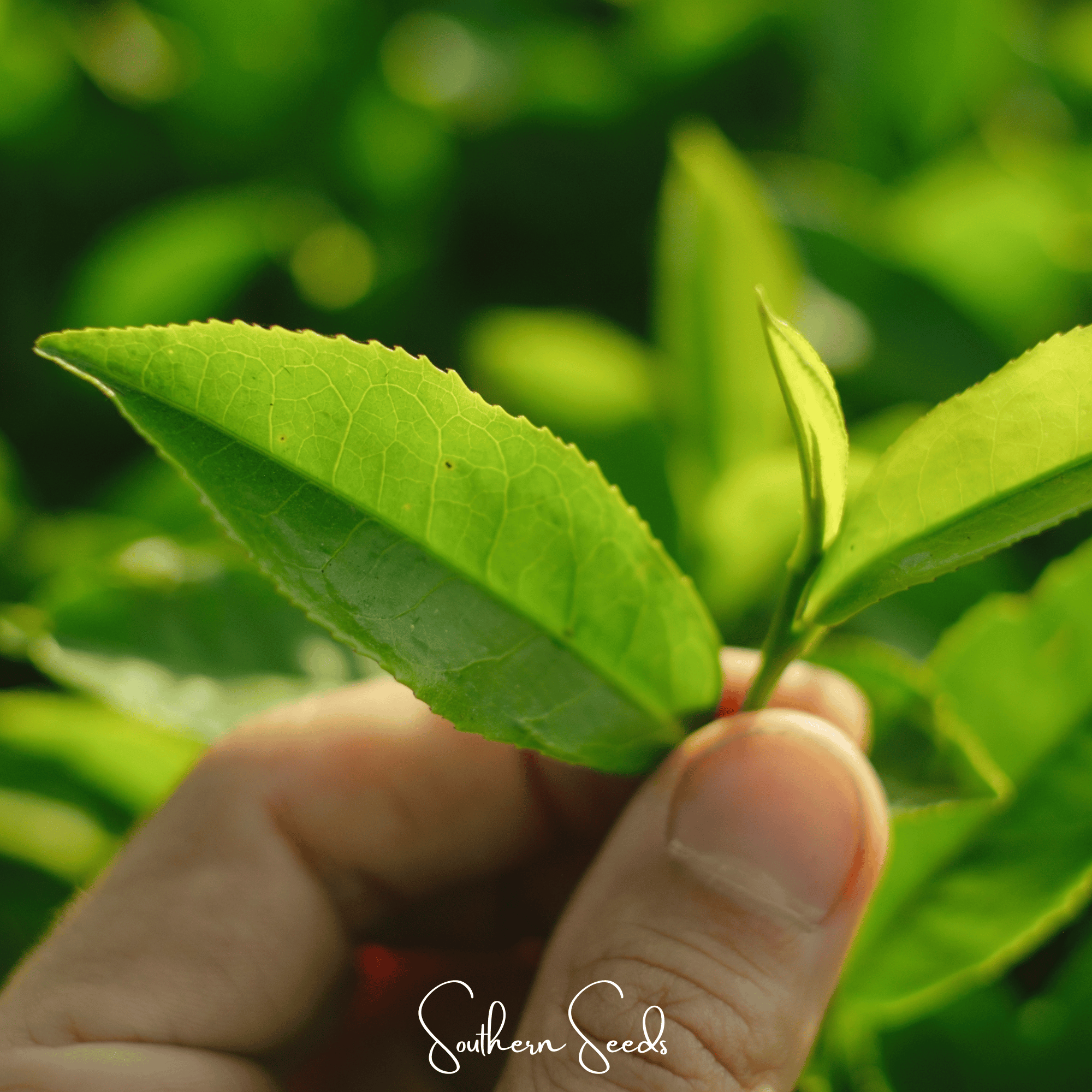 Tea Plant - 5 Seeds