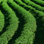 Tea Plant - 5 Seeds