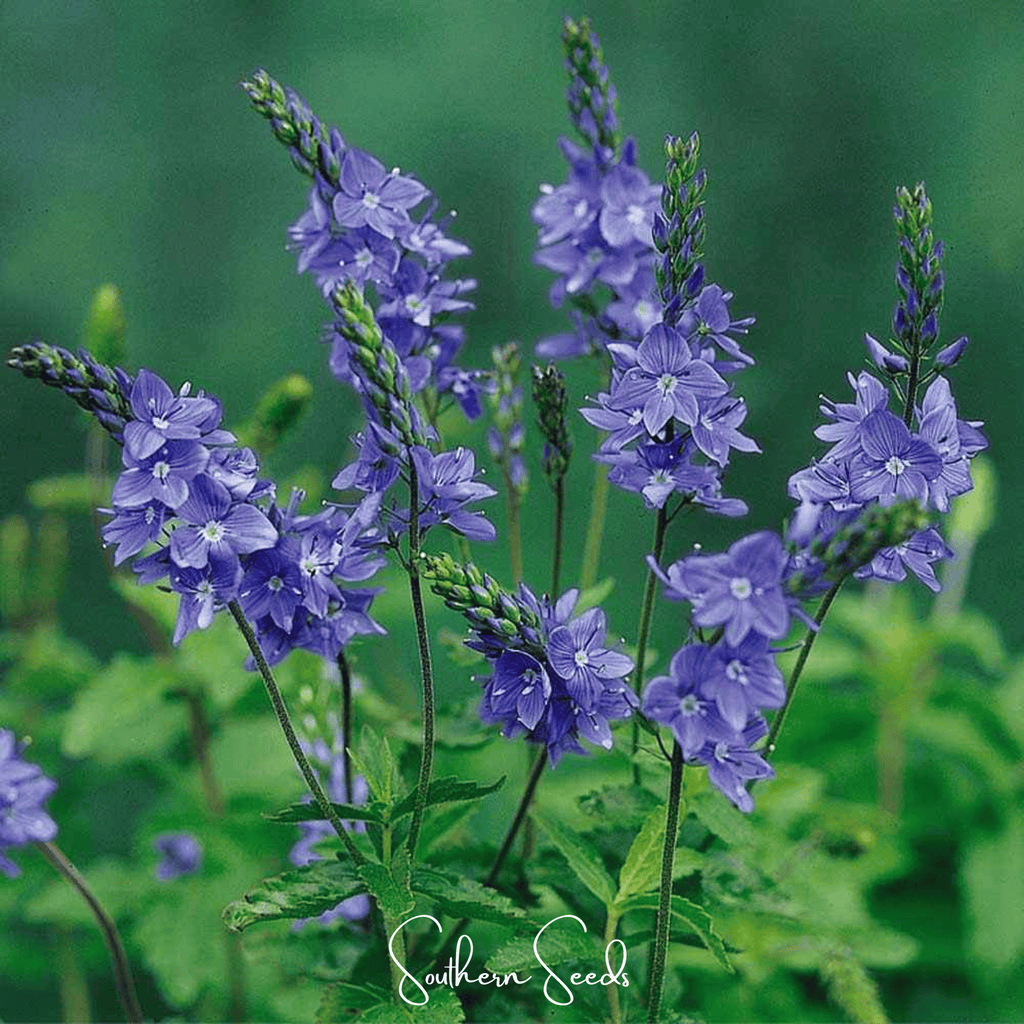 Royal Blue Veronica Speedwell – 50 Seeds