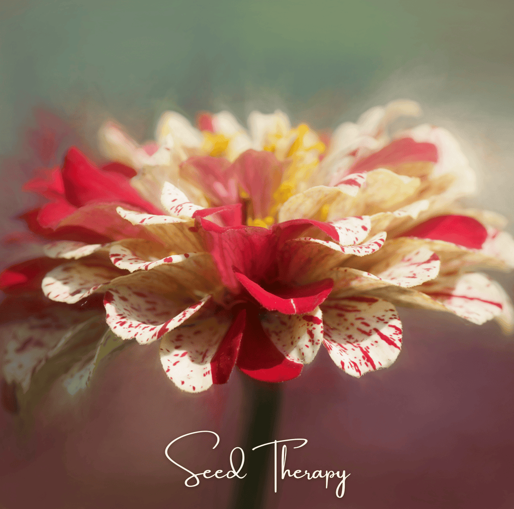 Peppermint Stick Zinnia – 50 Seeds