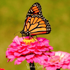 Thumbelina Dwarf Zinnia – 100 Seeds
